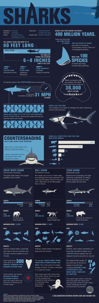 Shark Wranglers Sharks Infographic History Interactive Games shark-wranglers-sharks-infographic-history-interactive-games