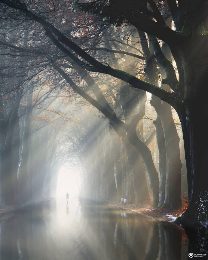 Photography Mystical Forest Photography Fine Art And Nature Image