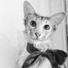 Peppuli