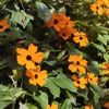 Fiori Portilla