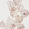 onion yao