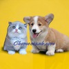 Chomeocanh Com