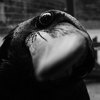 tim crow