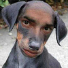 Simon Maio