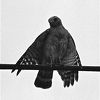 Jacob Harn