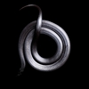 严 兵