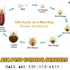 Ants Control Services