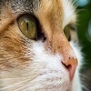 Animal Hospital9