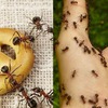 Same Day Pest Control Brisbane