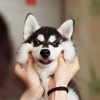 ZOEY -H