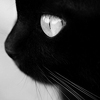 Miaolu Yin