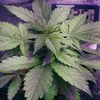 indoor sativa strains