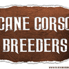 Cane Corso Puppy