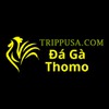 Đá Gà Trực Tiếp Thomo