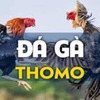 Đá gà Thomo