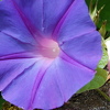 aster vos