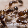 Fast Pest Control Brisbane