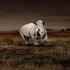 White Rhino