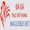 Đá Gà Trực Tiếp Thomo