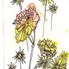 Deidre Driscoll
