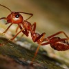 Nằm mơ thấy con kiến