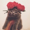 Dasha P