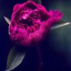 ASHLEY GULIN