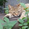 俐婷 范姜