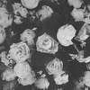 Explore nadia shirazi’s Profile