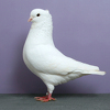 Libby Pidgeon