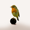 Mr Birds