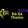 Đá Gà Trực Tiếp Thomo