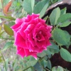 Dhaya Nanth