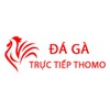 Đá Gà Trực Tiếp Thomo Hôm Nay