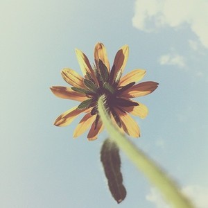 Designspiration profile picture for @jade