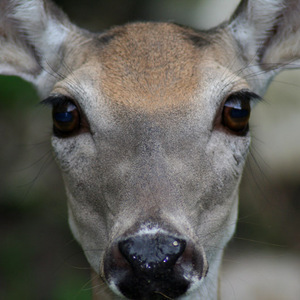 Designspiration profile picture for @deer