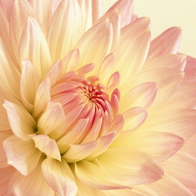 Designspiration profile picture for @ses