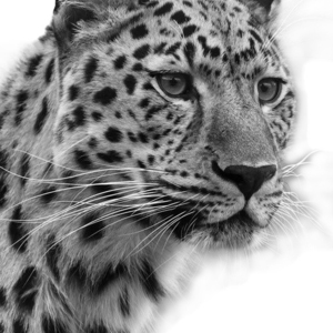 Designspiration profile picture for @ting