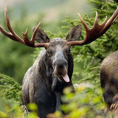 Designspiration profile picture for @caribou