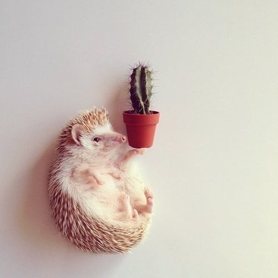 Designspiration profile picture for @won