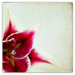 Designspiration profile picture for @catherine