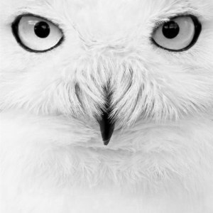 Designspiration profile picture for @target