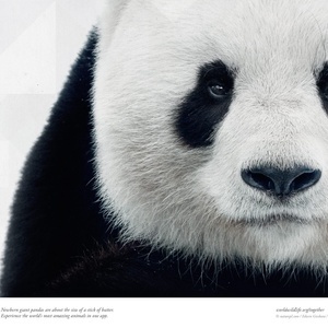 Designspiration profile picture for @arthur