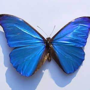 Designspiration profile picture for @graphic