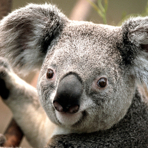 Designspiration profile picture for @curious