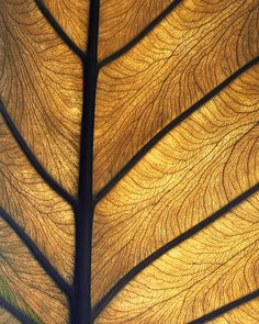 . #photo #nature #gold #leaf