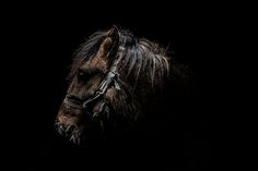 Gods and Beasts on the Behance Network #mongolia #photography #horse