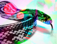 C-Snake by ~Robinvaneijk #color #colour #art #snake