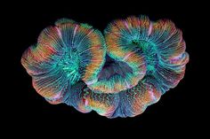 Macro Timelapse Revealing the Gorgeous Colors of Coral