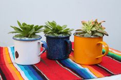tin cup succulents #succulents
